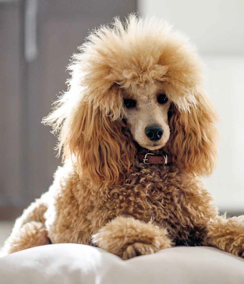 Barbone carattere, caratteristiche fisiche e storia Quattro Zampe