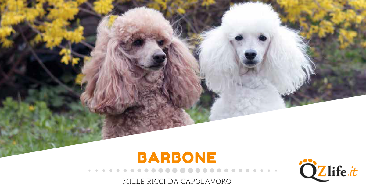 Barbone carattere, caratteristiche fisiche e storia Quattro Zampe