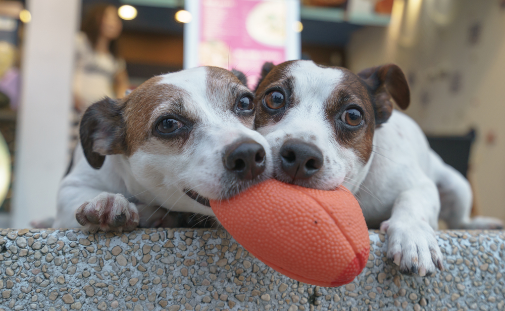 10 ragioni per preferire il cane al gatto