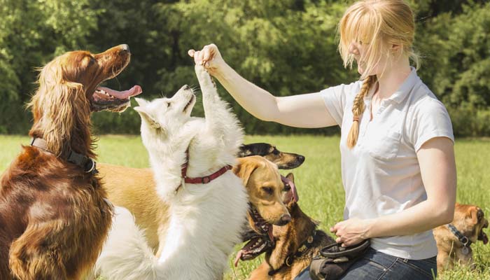 10 ragioni per preferire il cane al gatto