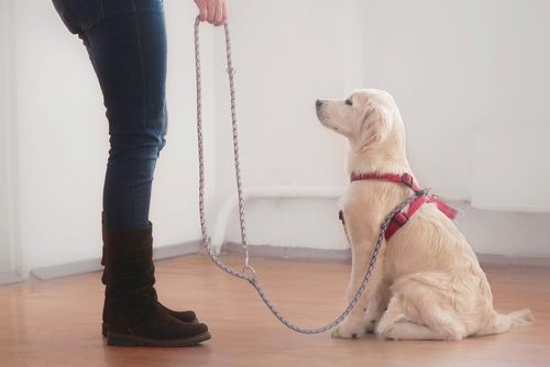 10 ragioni per preferire il cane al gatto