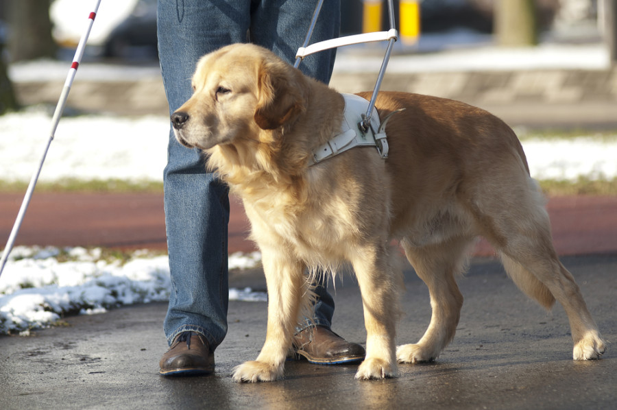 10 ragioni per preferire il cane al gatto