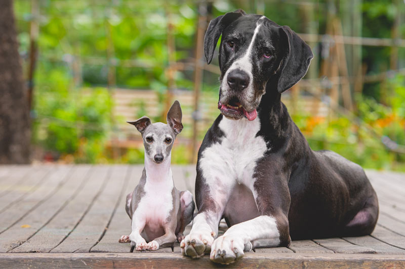 10 ragioni per preferire il cane al gatto