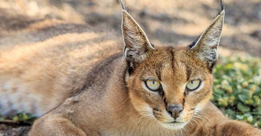 Un felino selvatico a passeggio per Milano