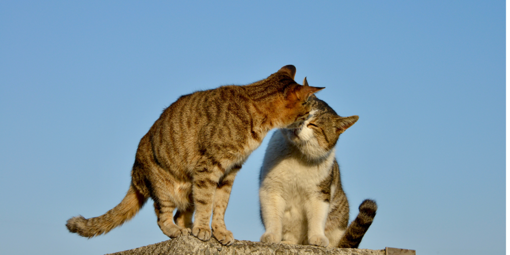 Aoshima, l'isola dei gatti in Giappone