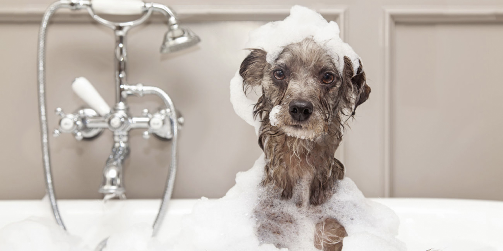 Come lavare il cane: consigli e indicazioni