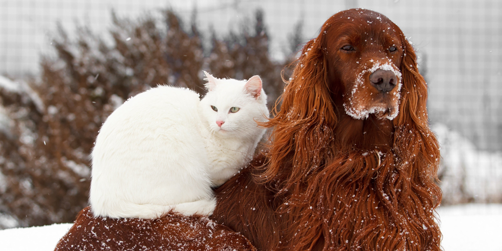 10 regole per proteggere cani e gatti dal gelo