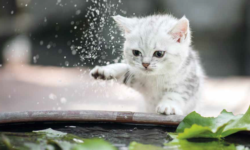 Gatti e acqua: tra verità e leggenda