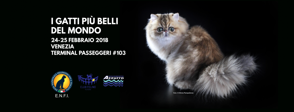 I gatti più belli del mondo arrivano a Venezia