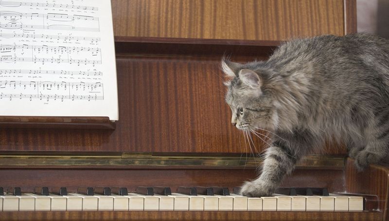 gatti meglio dei cani