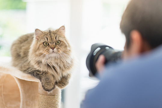 gatti meglio dei cani