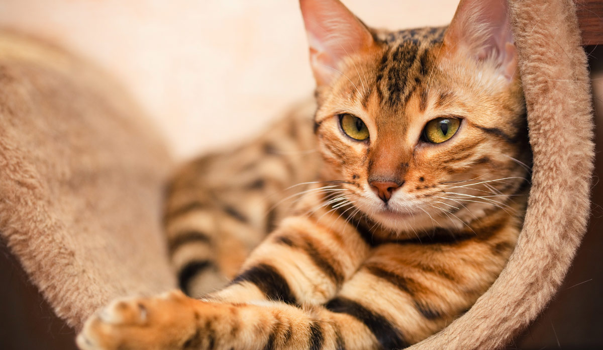 gatti meglio dei cani