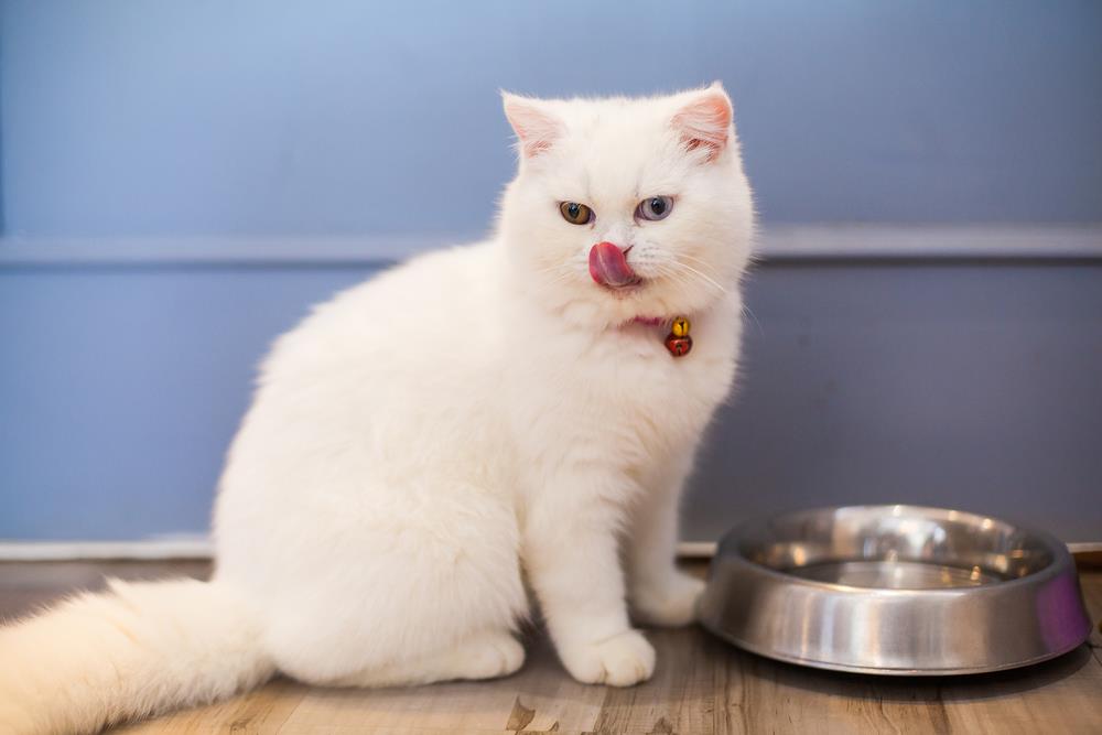 gatti meglio dei cani