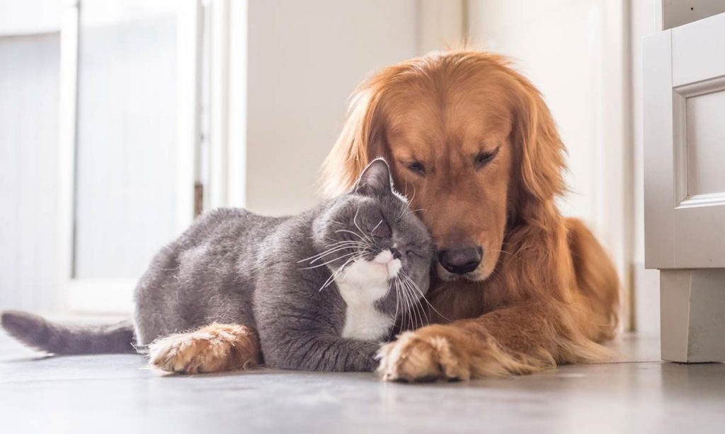 gatti meglio dei cani