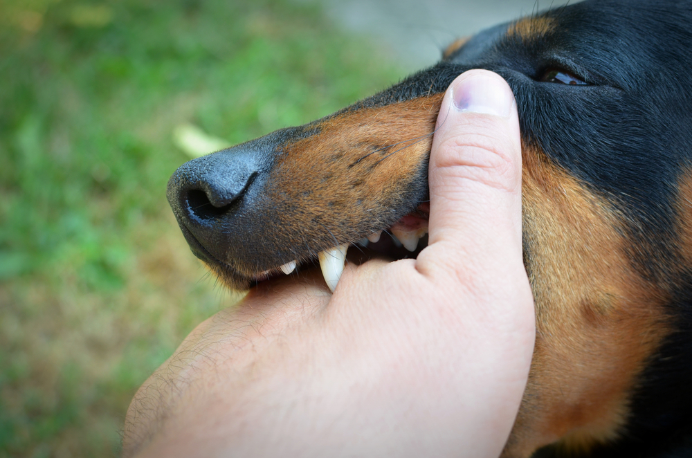 Se sei ansioso hai più probabilità di essere morso da un cane