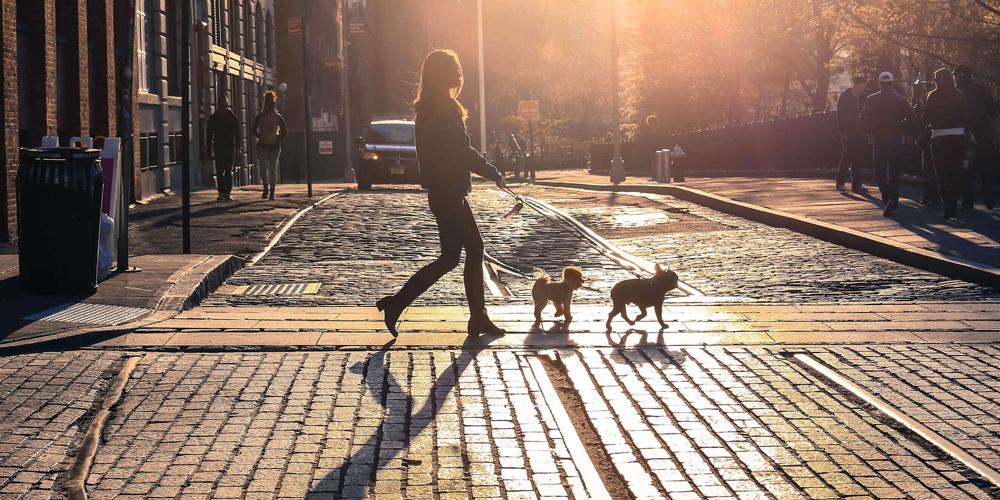 Doveri e diritti per passeggiare con il cane