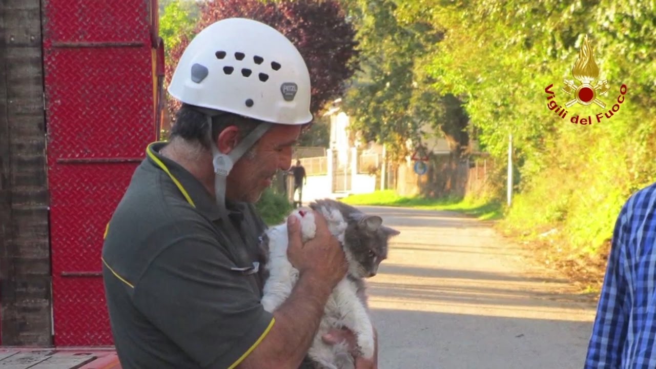 I gatti d'Italia: storie e curiosità sui gatti famosi del Bel Paese