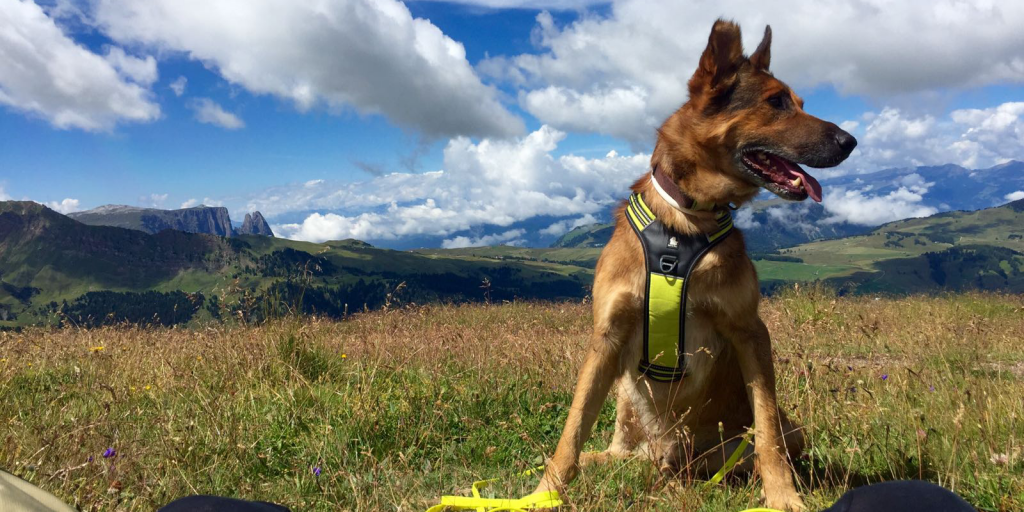 Oscar: il cane di ognuno di noi