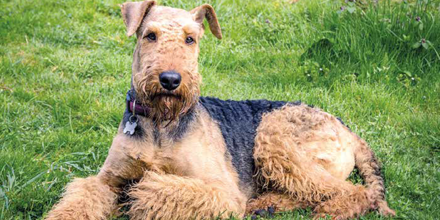 Cane-DOG-cane di razza aire Dale Terrier Glasfigur-B8-2 2