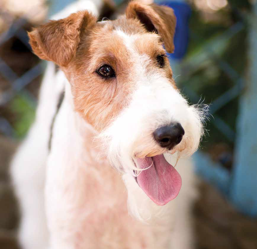 Airedale Terrier