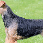 Airedale Terrier