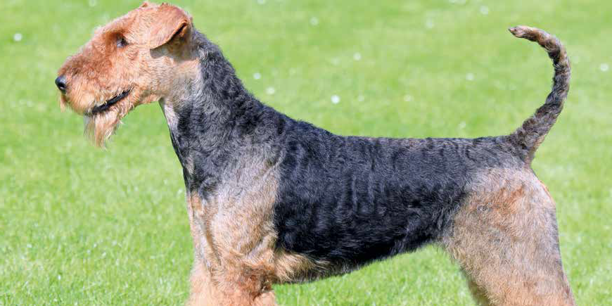 Cane-DOG-cane di razza aire Dale Terrier Glasfigur-B8-2 2
