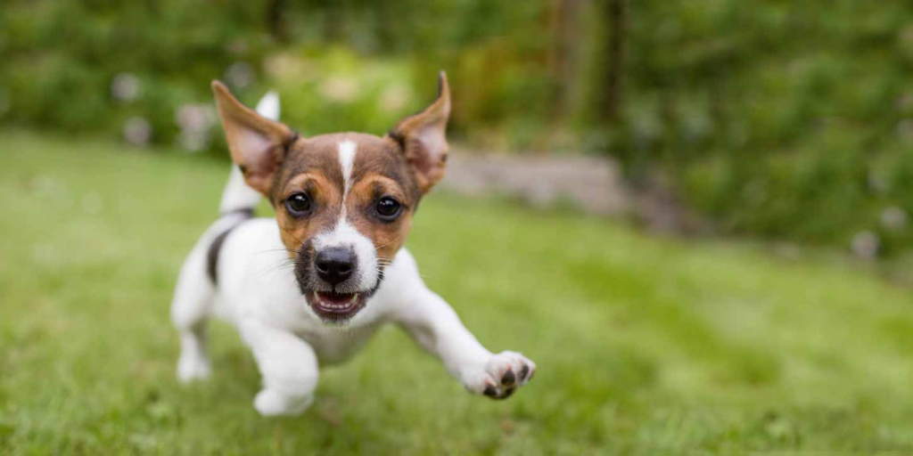 L’alimentazione per cani sensibili di piccola taglia