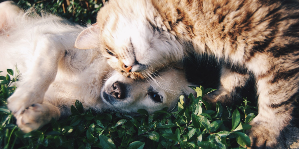 Arricchimento ambientale per cani e gatti
