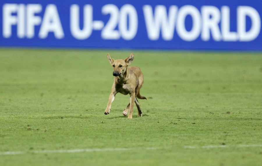 Cani e gatti da competizione