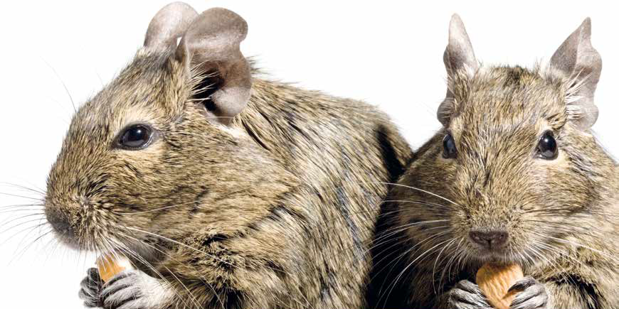 Degu: due è meglio di uno