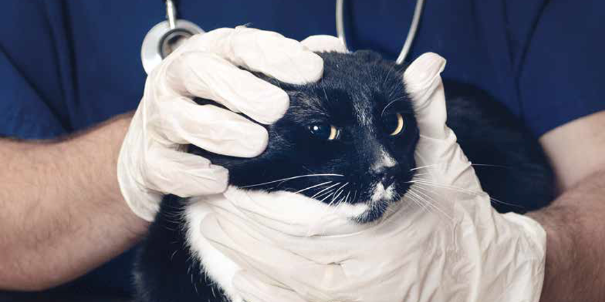 Gatti vs Veterinario: come evitare lo stress?