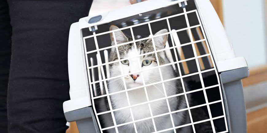 Gatti vs Veterinario: come evitare lo stress?