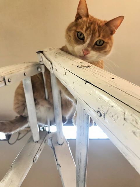La storia di Re Gino, il sovrano felino di San Giovanni in Persiceto
