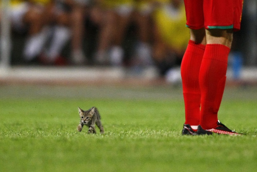 Cani e gatti da competizione