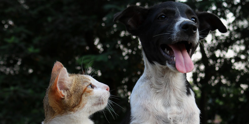 Chi è più intelligente tra cane e gatto?