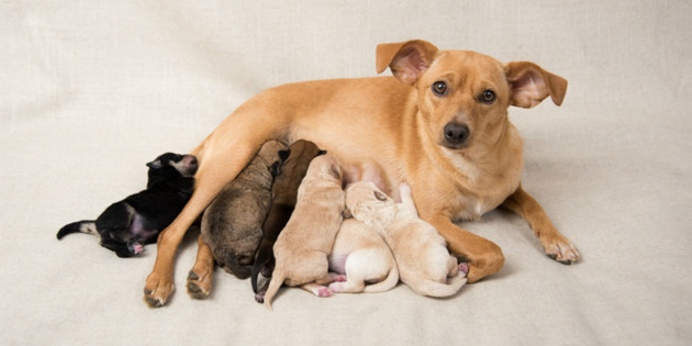 Mestruazioni nel cane: tutto quello che bisogna sapere