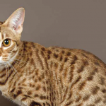 Ocicat