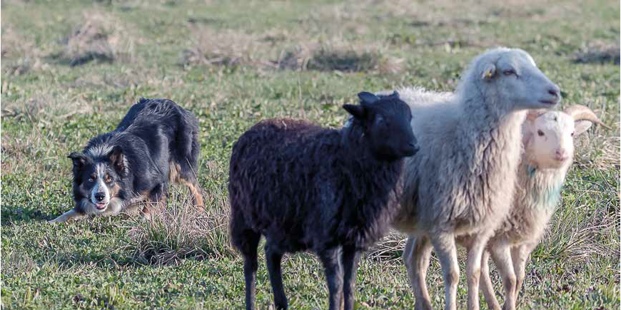 Sheepdog Trials: il gioco più bello del mondo