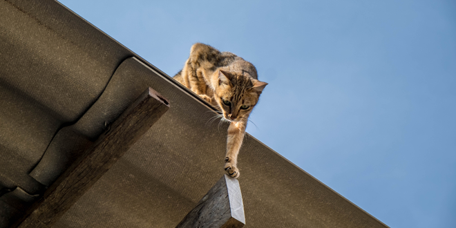 Cadute dall'alto: la sindrome del gatto volante