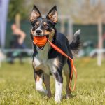 Campionato italiano di Disc Dog