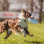 Campionato italiano di Disc Dog