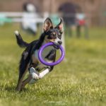 Campionato italiano di Disc Dog