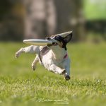 Campionato italiano di Disc Dog