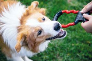 Come comunicare con il cane: esercizi e consigli