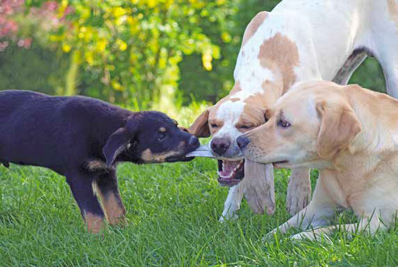 Come comunicare con il cane: esercizi e consigli