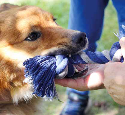 Come comunicare con il cane: esercizi e consigli