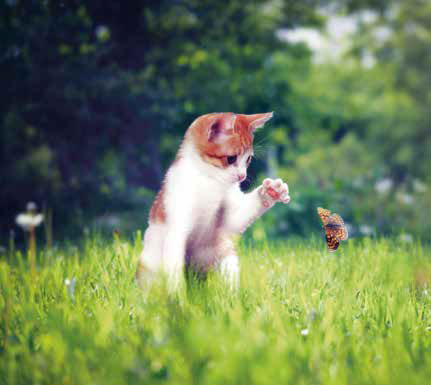 L’antropomorfizzazione del cane e del gatto