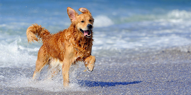 Rimini: il via del Comune alla balneazione dei cani