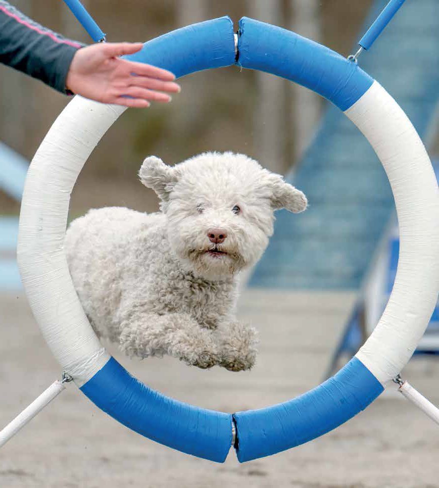 Lezioni di agility: il salto