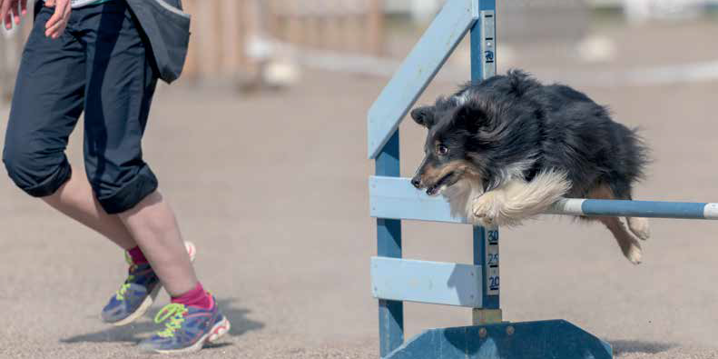 Lezioni di agility: il salto